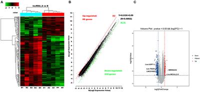 Knockdown of lncRNA ENST00000609755.1 Confers Protection Against Early oxLDL-Induced Coronary Heart Disease